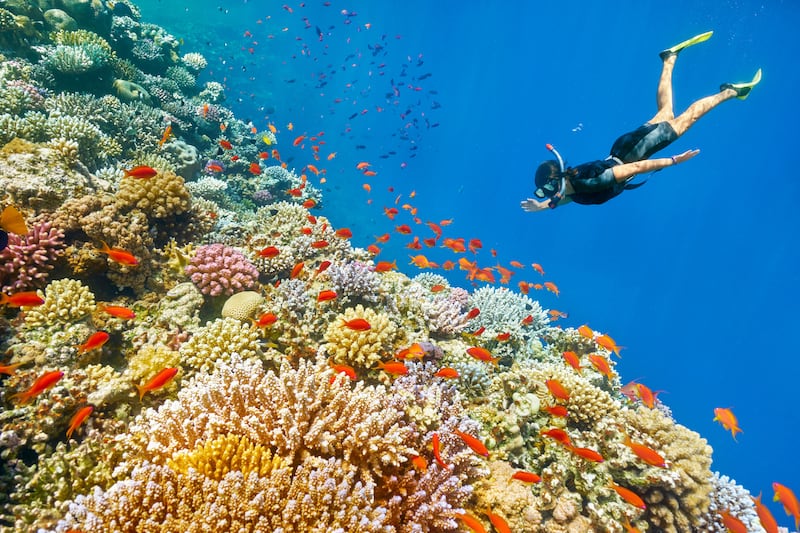 woman snorkeling underwater above coral reef