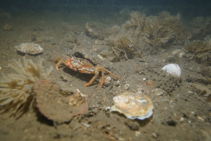 The oysters were reintroduced last year