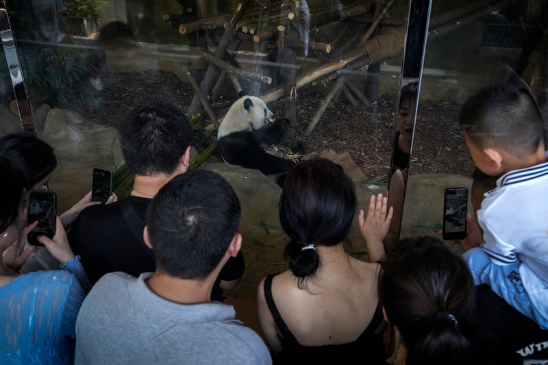 Visitors watch Tao Bang, one of the panda twins returned from Shirahama, western Japan (Andy Wong, AP)
