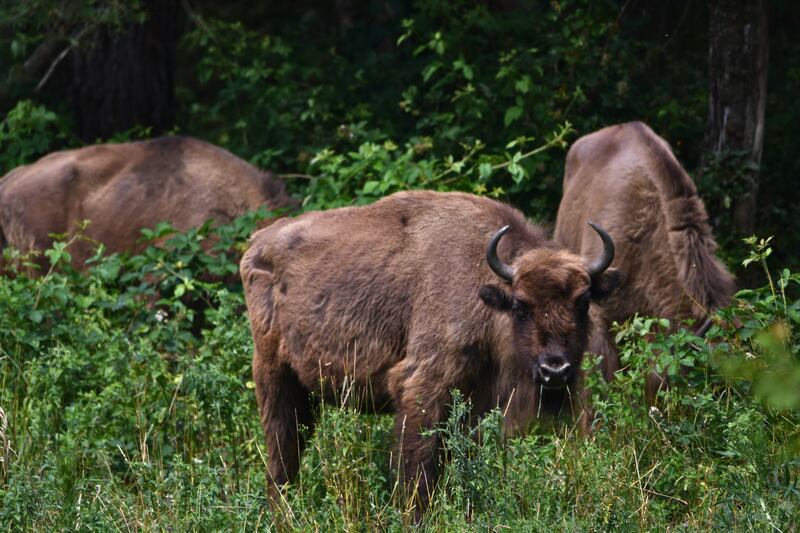 The report highlights some conservation successes such as the return of European bison