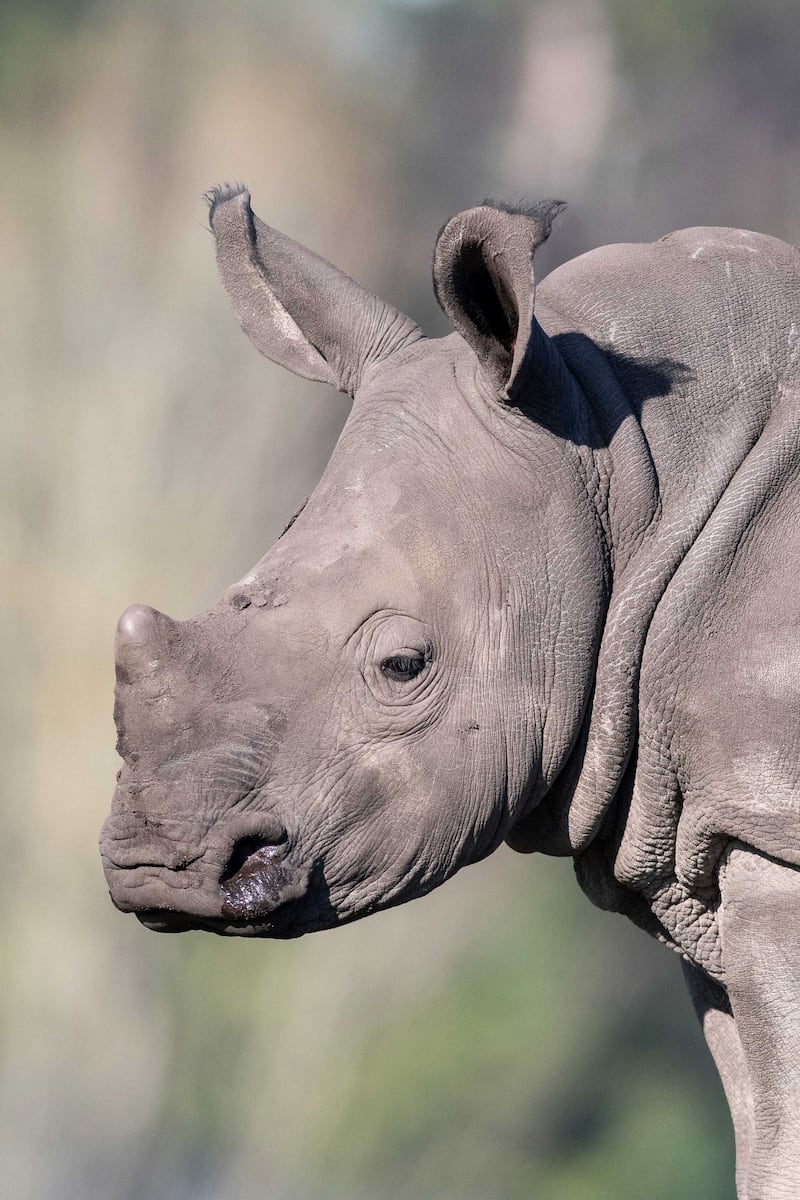 New rhino Granville is known for his friendly nature, curiosity and confidence.