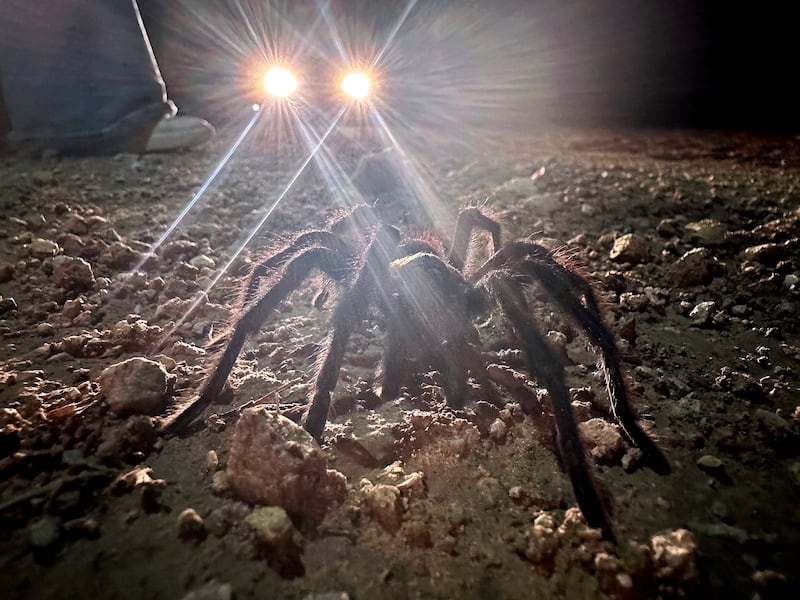 Car headlights shine on a male tarantula looking for a mate on the plains near La Junta (Thomas Peipert/AP)