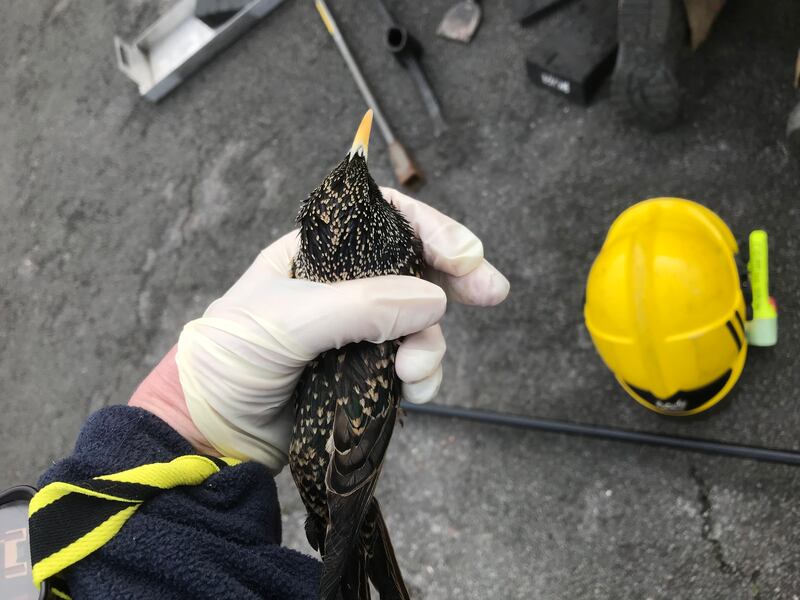 A starling rescued from a drain