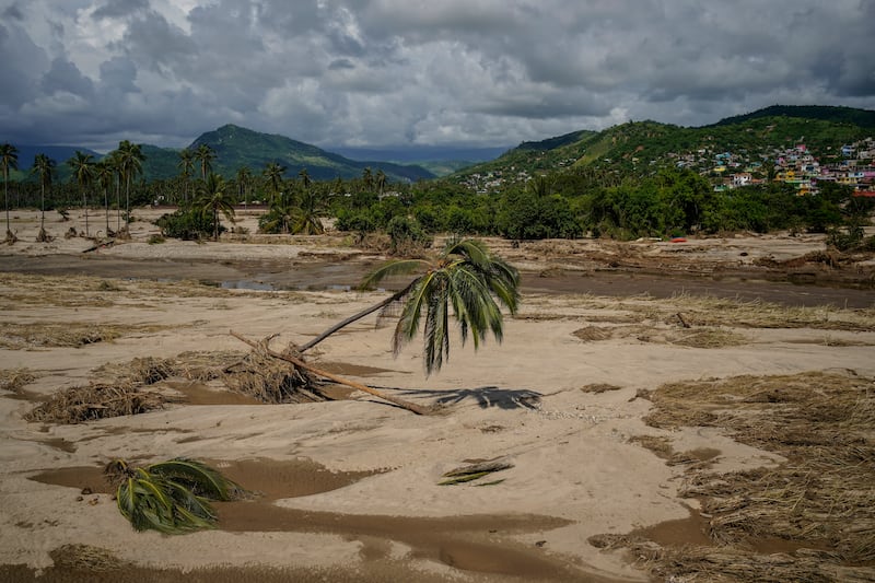 An uprooted palm tree withers near what used to be a road before Hurricane John passed through Coyuca de Benitez, Mexico (AP Photo/Felix Marquez)