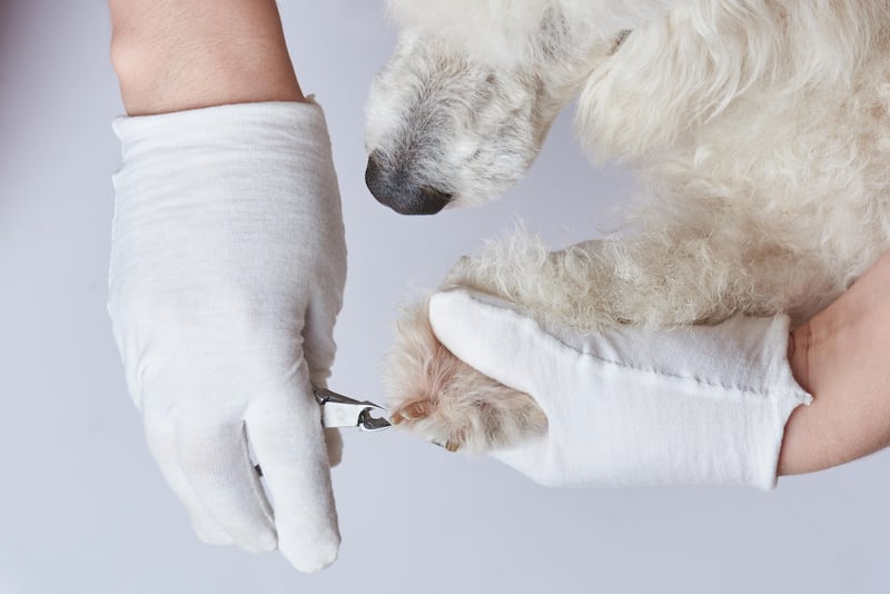 A dog having its nails cut at the groomers