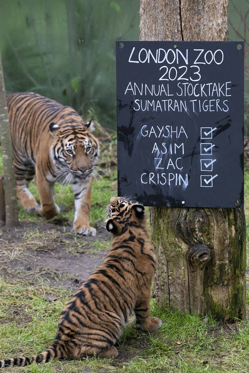 Sumatran tigers take an interest in the figures during the annual stocktake