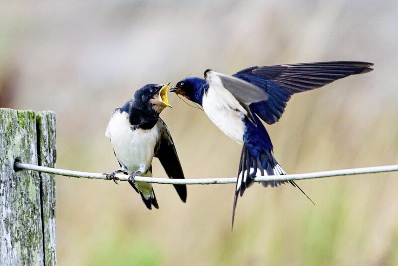 A swallow feeding insects to its young 