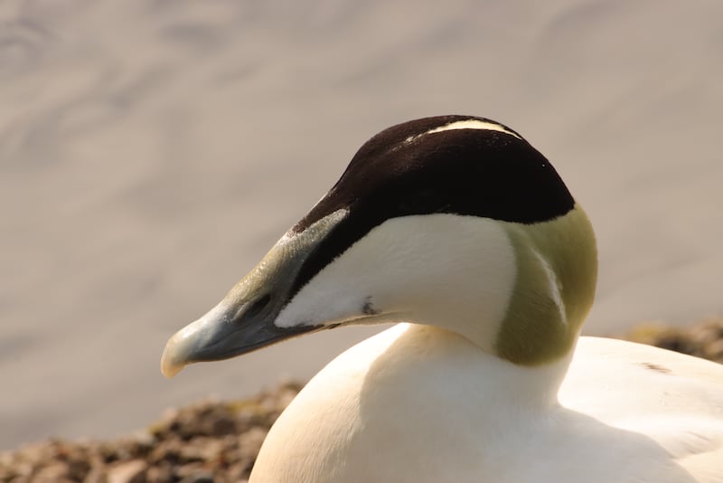 The sturdy eider duck is known for its soft feathers