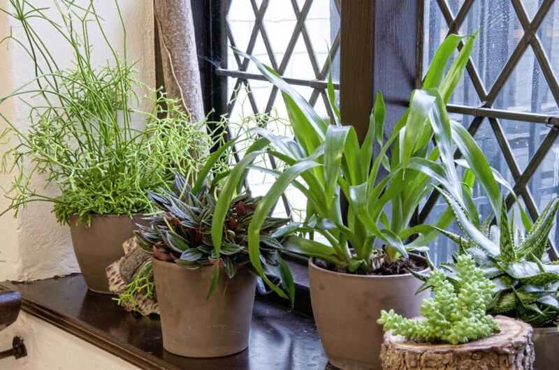 Houseplants can catch dust, improve air quality and lift your mood 