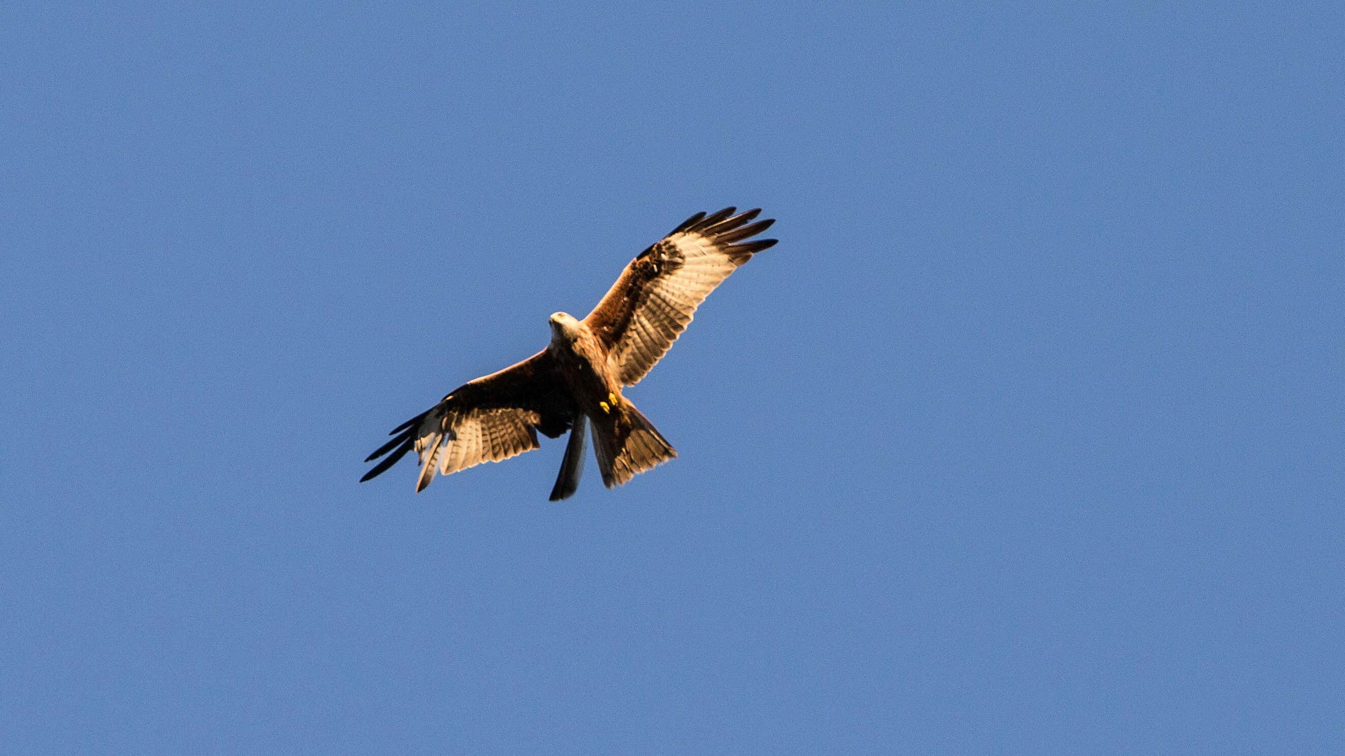 Red kites are among the birds to have fallen victim to shooting, trapping and poisoning (Stephen Wilson/PA)