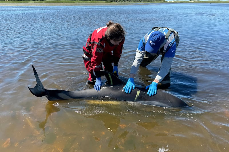 Rescuers attempt to help a dolphin back into deeper water (International Fund for Animal Welfare via AP)