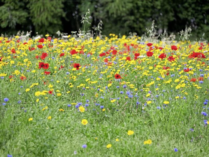 Councillor proposes wildflower conservation policy following destruction of wildflower at Coalisland Recycling Centre