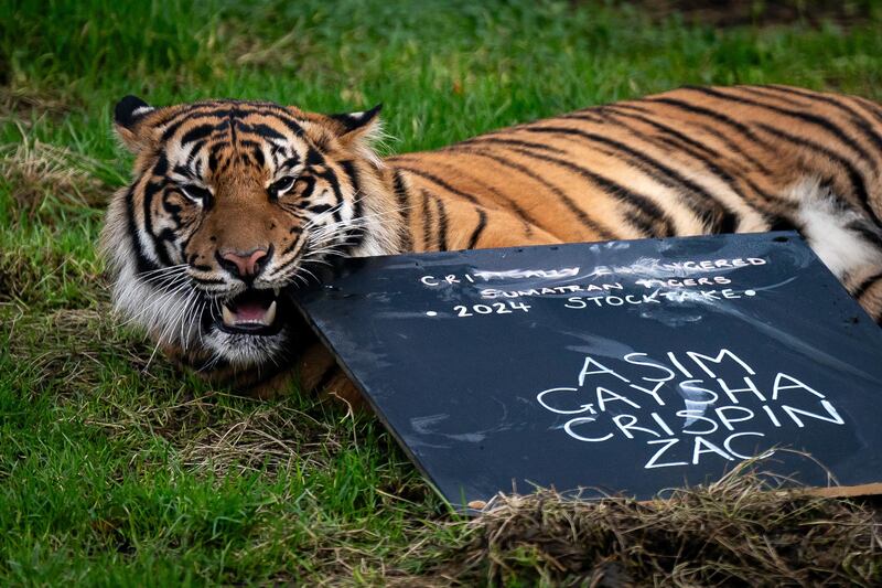 Crispin, a sumatran tiger, takes part in the annual stocktake at ZSL London Zoo