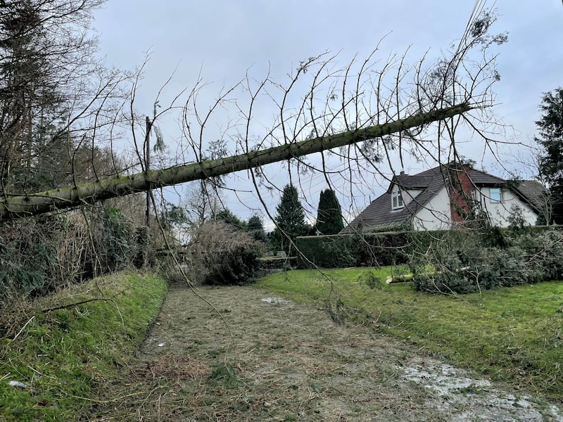 A fallen tree blocking the Eglantine Road near Hillsborough, Co Down