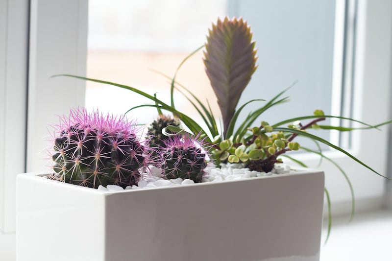 Trendy cacti can be left to fend for themselves and look great