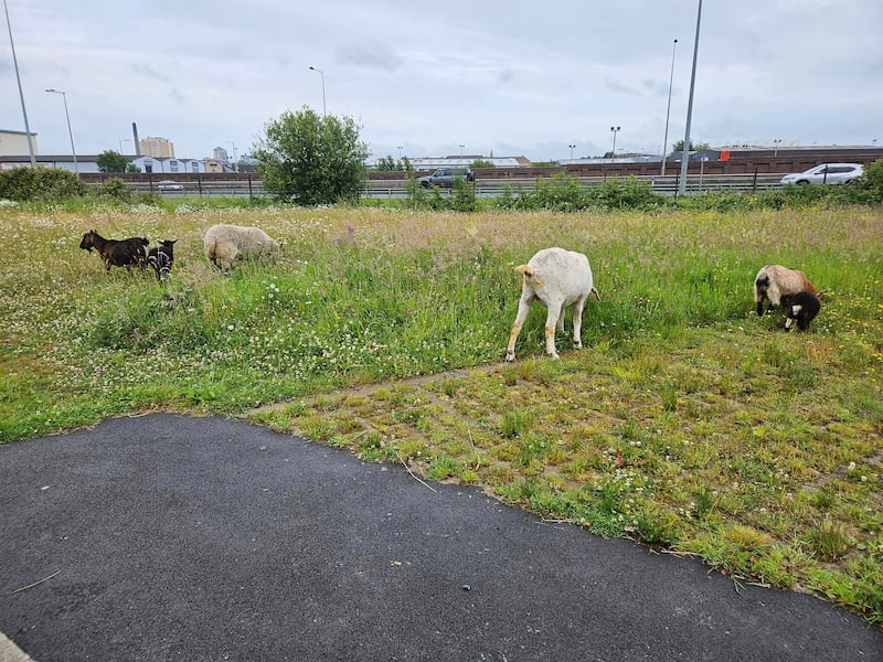 Some of the animals at St James' Community Farm in west Belfast.