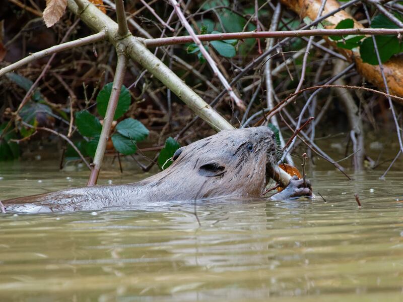 Beaver chewing a birch branch in a pond in a large woodland enclosure soon after release (Nick Upton/Ewhurst/PA)