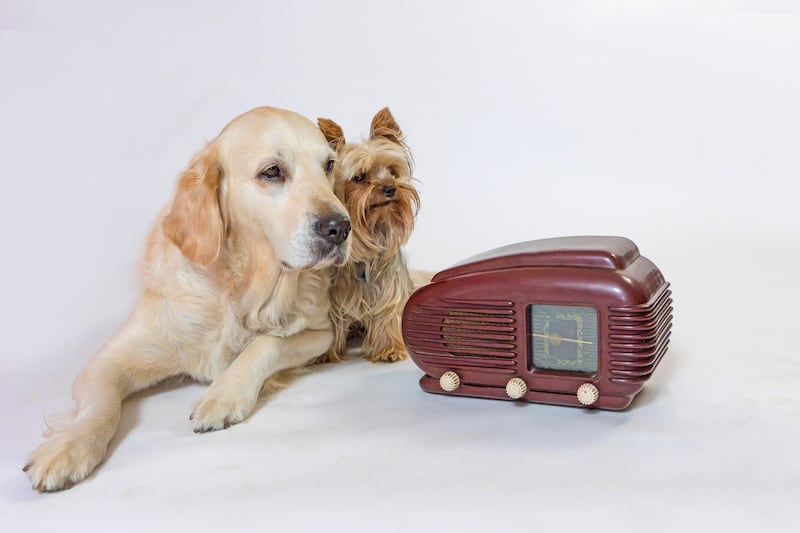 Could classical tunes help soothe your pet?