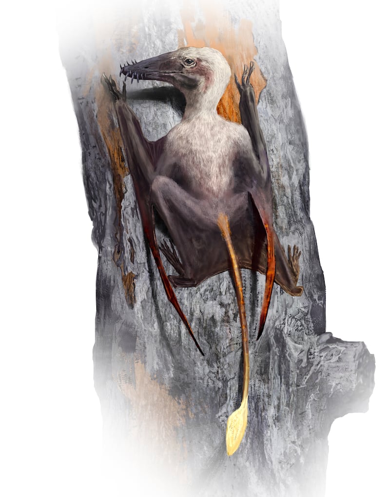 Long-tailed pterosaurs, such as Scaphognathus, had large, curved claws on their hands and feet, specially adapted for climbing. Equipped with sharp teeth, they likely preyed on insects and other small animals (Rudolf Hima)