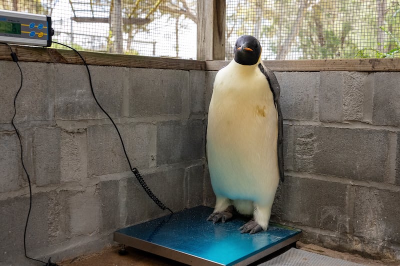 The penguin was discovered on a beach near Denmark, Australia (Miles Brotherson/DBCA via AP)