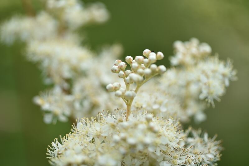 Meadowsweet