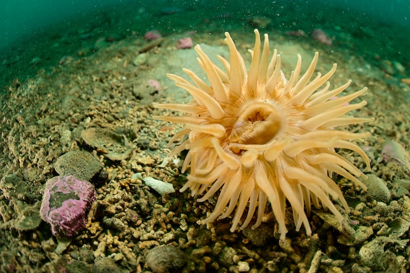 The sea anemone (Urticina crassicornis) is a large, colourful species found in cold, northern waters