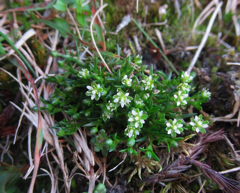 Snow pearlwort on Ben Lawers