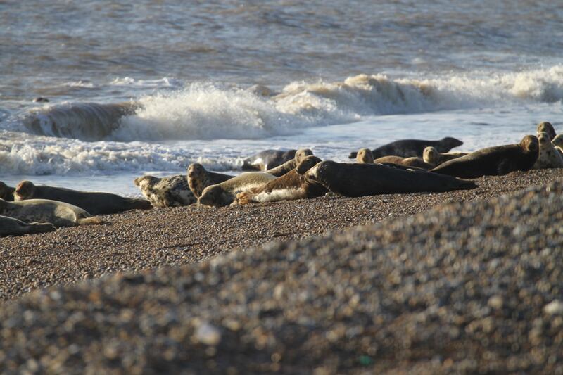 The grey seal colony on the shores of Orford Ness.