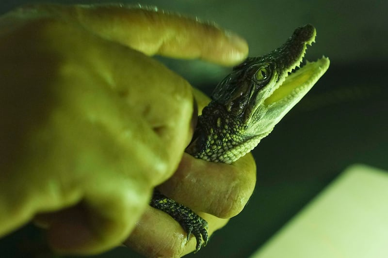 The crocodile is seen as a banner species, similar to the giant panda in China or the tiger in India (AP)