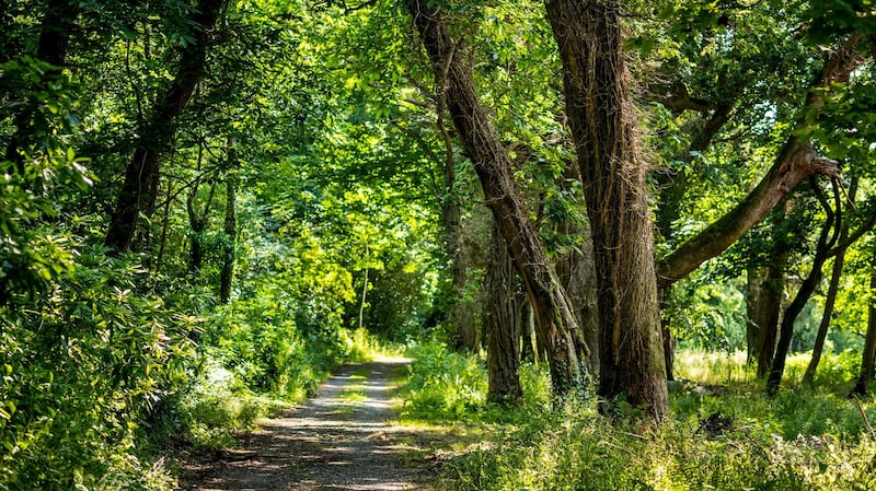 The Woodland Trust has created walking trails through Mourne Park near Kilkeel.