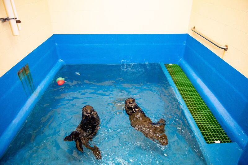 Sea Otters to come to Birmingham