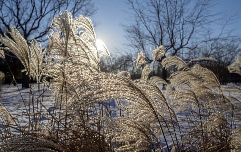 Ornamental grasses in the winter sun  