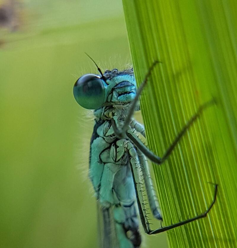 Just 15% of English rivers are in good ecological health, with thriving wildlife such as this damselfly