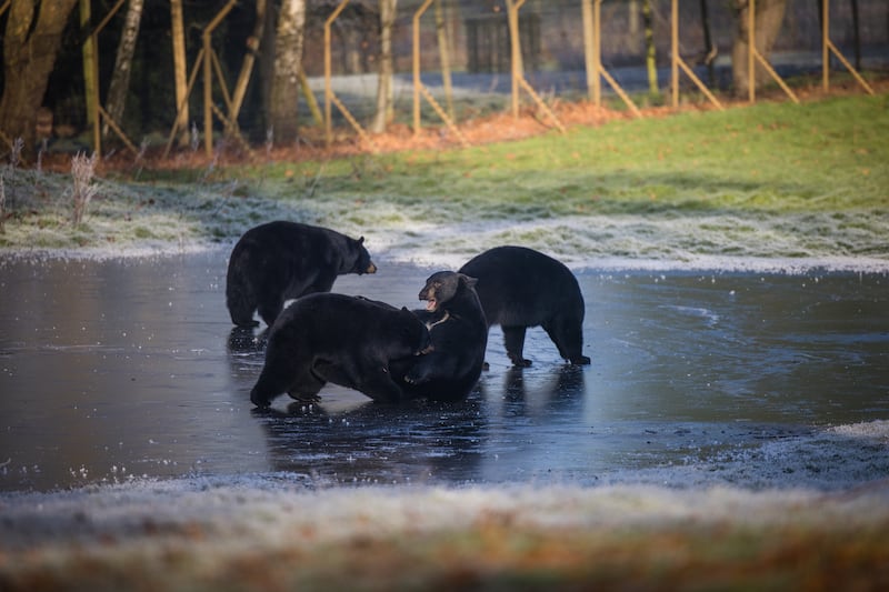 The North American black bear yearlings slipped and skated on the ice after a lake at their enclosure froze over