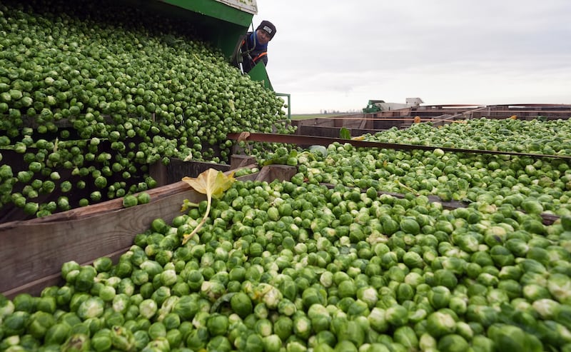 Brussels sprouts are harvested in a field at TH Clements near Boston, Lincolnshire in December 2024.