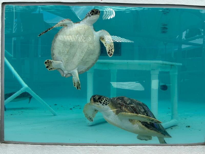 Green sea turtles being treated for cold stunning swim in a tank at Loggerhead Marinelife Center in Juno Beach, Florida (Cody Jackson/AP)