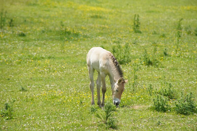 Four female Przewalski’s horse foals were born at Marwell Zoo earlier this year