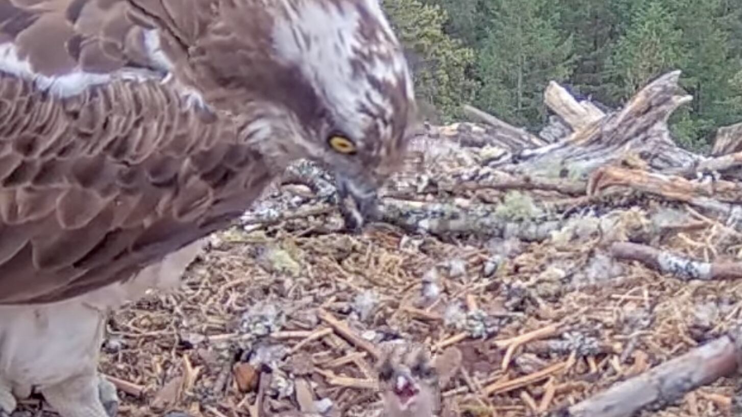 The first osprey chick of the season has emerged at Loch Arkaig