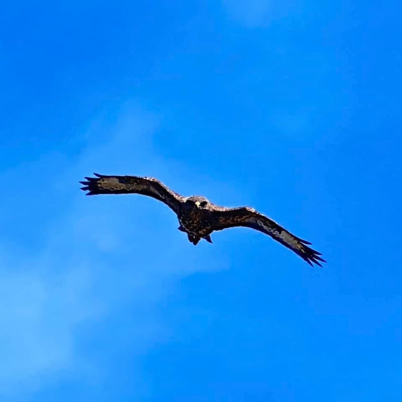 An image of a buzzard captured in the Mourne mountains
