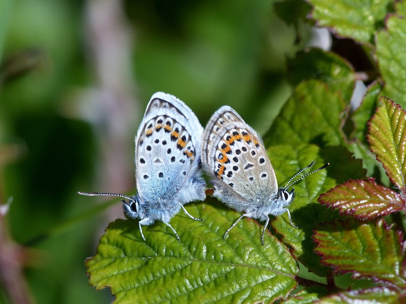 Nationally silver-studded blue numbers have increased by 45% since the 1970s