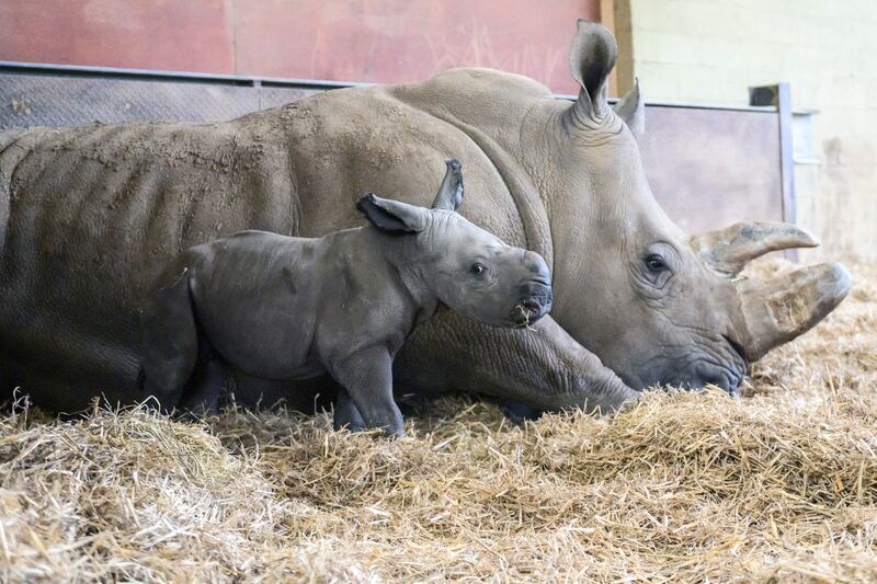 The calf has been taking his first wobbly steps alongside his mother, Jaseera