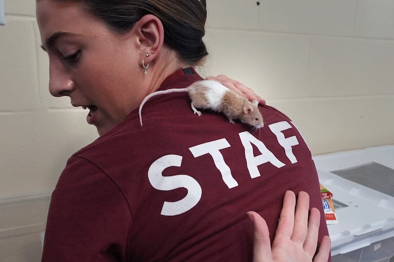 The New Hampshire SPCA said it has been overwhelmed by the animals (AP)