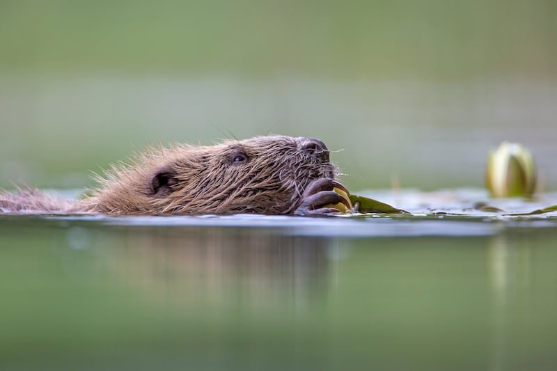 The proposals include ministers championing the expansion of Scotland’s beaver populations