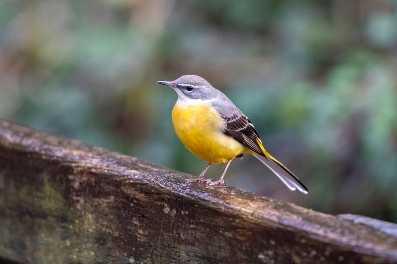 A Grey Wagtail, with the scientific name of Motacilla cinerea, perched on a woodland fence, in full summer plumage