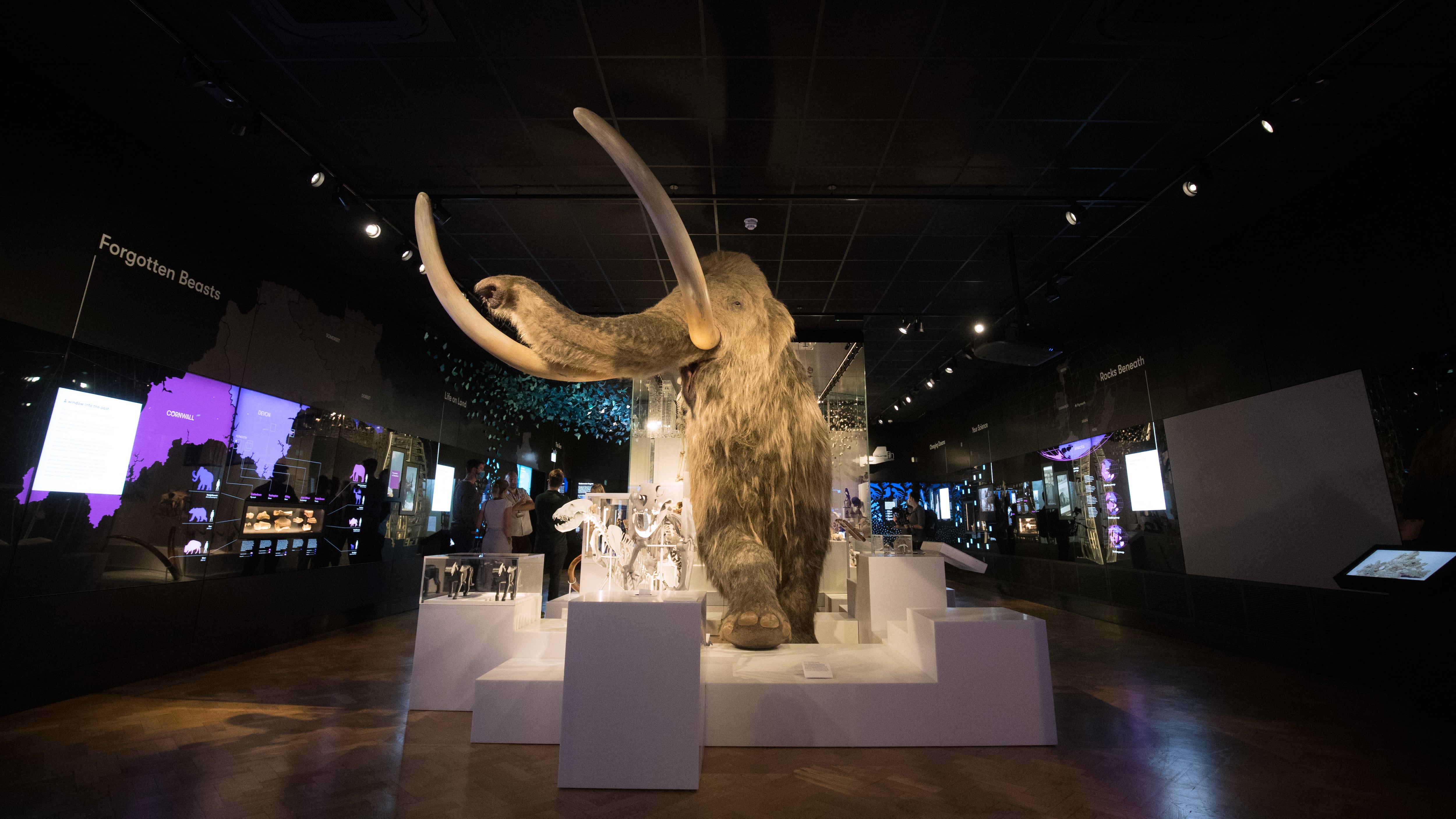 Researchers said the last surviving woolly mammoths were inbred but not doomed to extinction