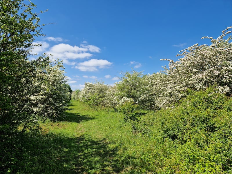 The once-arable fields have turned to scrub and young woodland