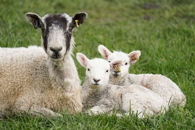 Sheep are at risk from bluetongue