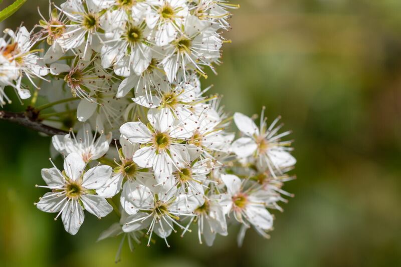 Blackthorn's spring blossom