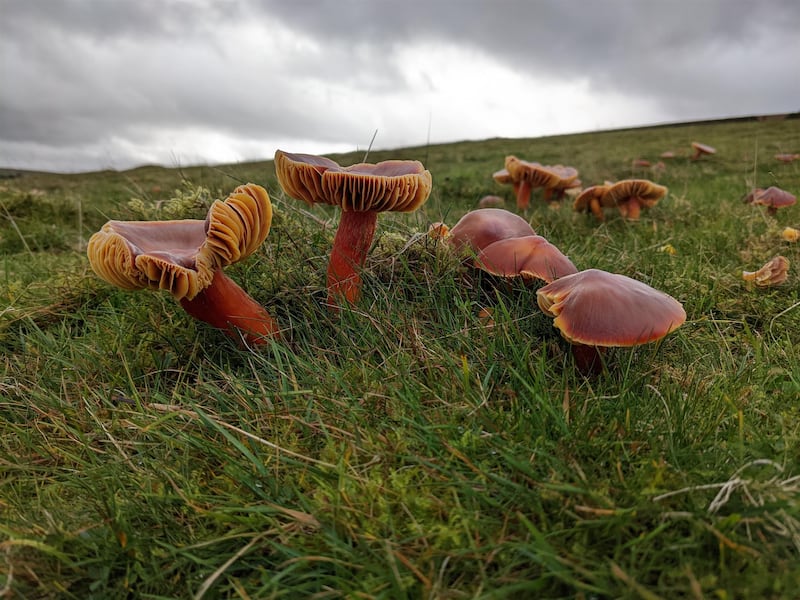 It has been a good year for fungi such as crimson waxcaps