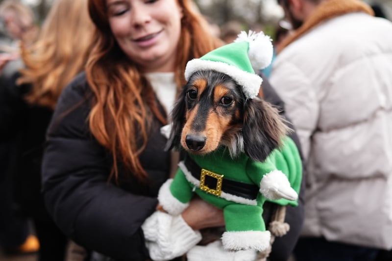 One dog wore a green Santa suit for the festive walk around Hyde Park